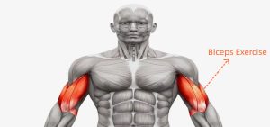 bicep curl variations
