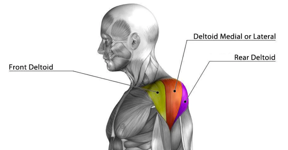 deltoid muscle