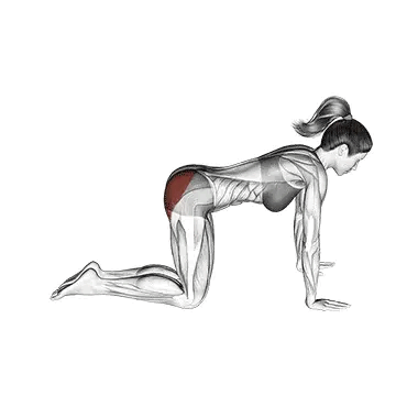 lower glute exercises donkey kickbacks