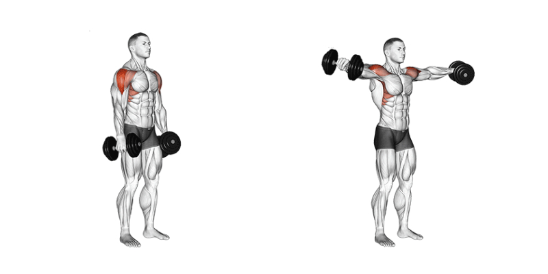 exercise for middle delts dumbbell lateral raises