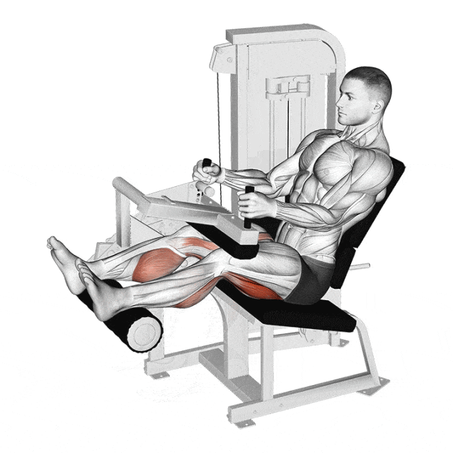 leg extension