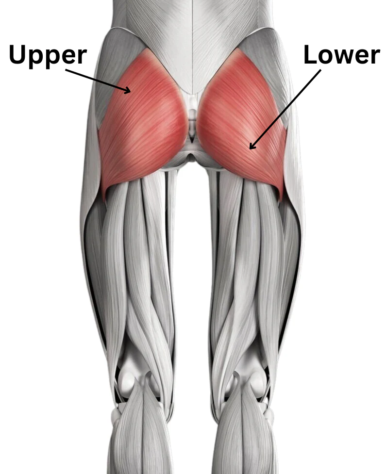 upper glute exercises
