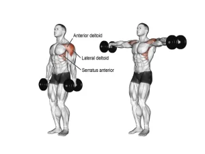 7 Best Lateral Deltoid Muscle Exercises