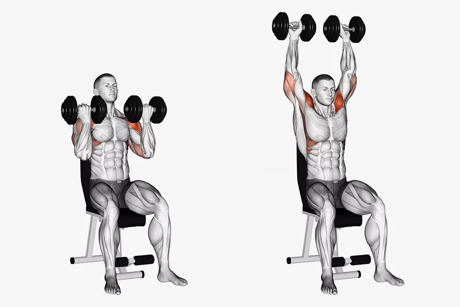 Arnold Press - lateral deltoid muscle exercises