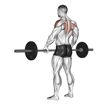 Barbell Upright Row - lateral deltoid muscle exercises