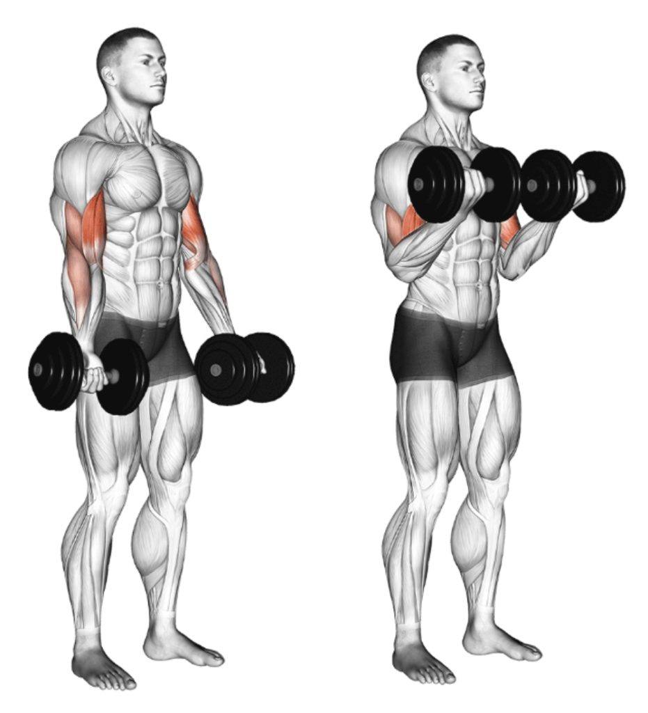 Bicep Curl bicep dumbbell exercises