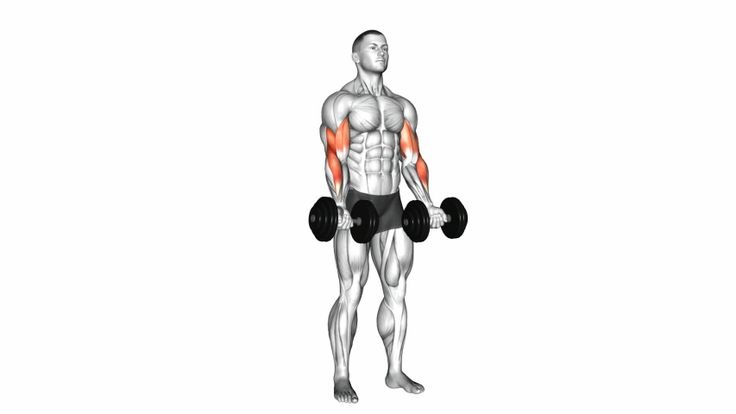 Bicep Curls - Fitness Women Biceps Exercises Building Strength and Definition