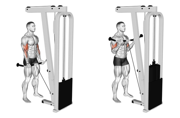 Cable curls - Fitness Women Biceps Exercises Building Strength and Definition