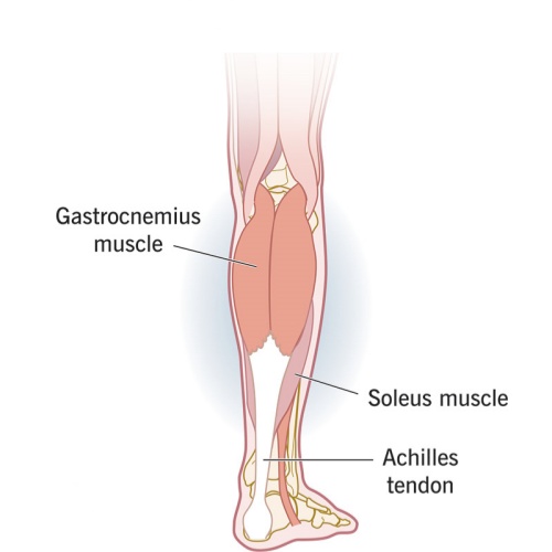 Calves （Briefly describe this muscle, then describe its function.）