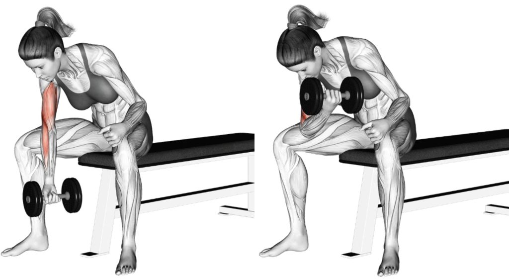 Concentration Biceps Curls bicep dumbbell exercises