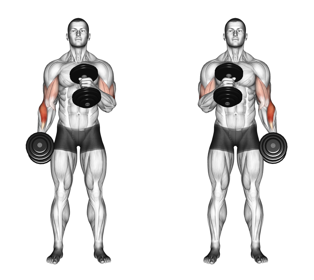 Crossbody hammer curls - Fitness Women Biceps Exercises Building Strength and Definition