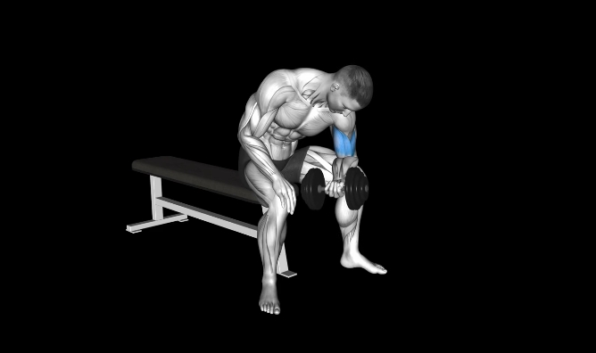 Dumbbell Concentration Curl