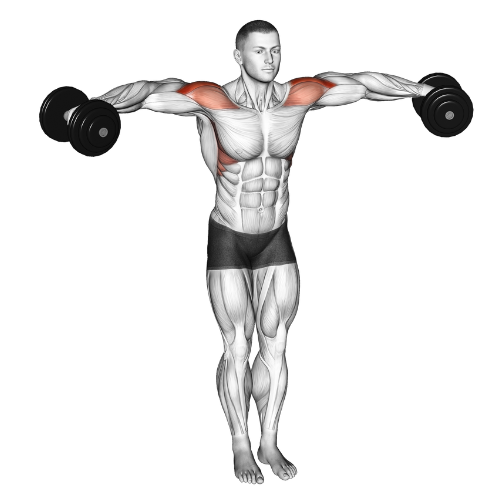 Dumbbell Lateral Raise - lateral deltoid muscle exercises