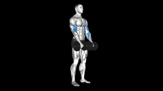 Dumbbell Reverse Curl
