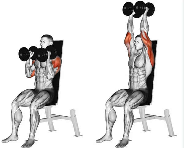 Dumbbell Shoulder Exercises Dumbbell Shoulder Press