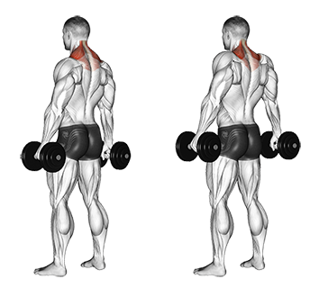 Dumbbell Shrugs Dumbbell Shoulder Exercises