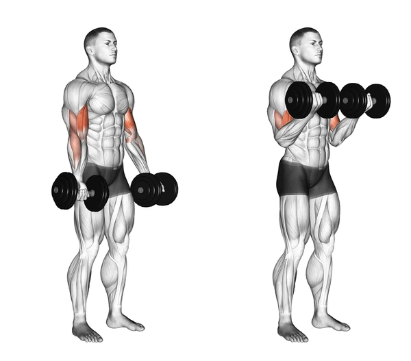 Dumbbell curls - Fitness Women Biceps Exercises Building Strength and Definition