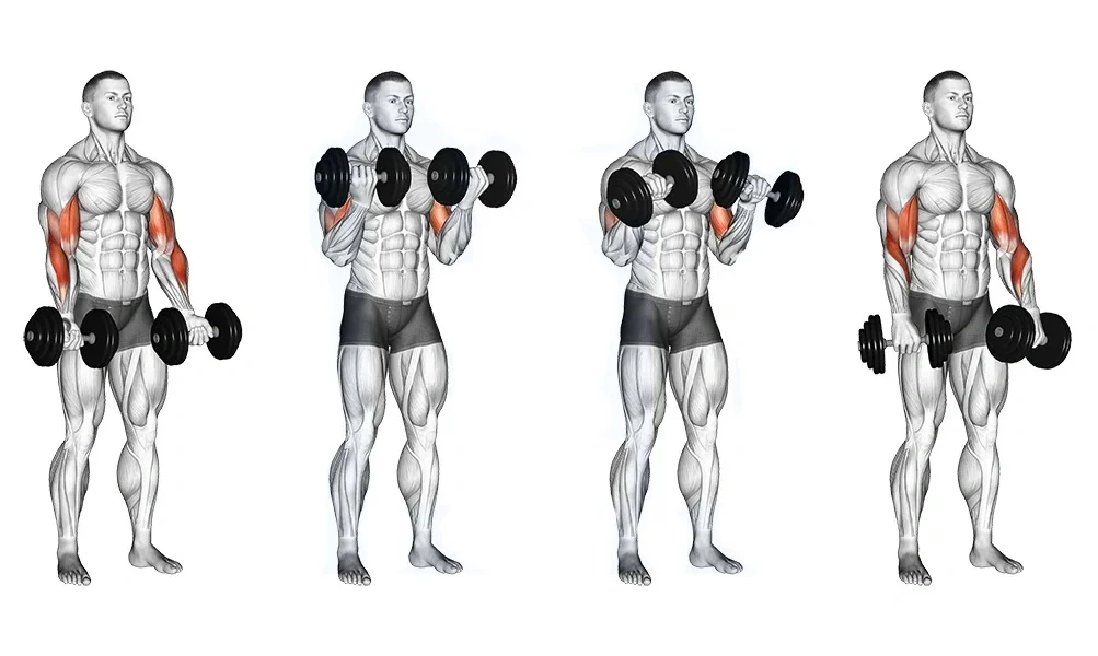 Fitness Women Biceps Exercises Building Strength and Definition