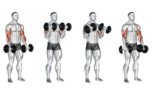 Fitness Women Biceps Exercises Building Strength and Definition
