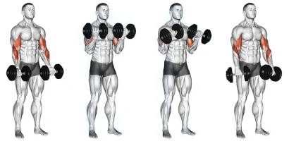 Fitness Women Biceps Exercises Building Strength and Definition