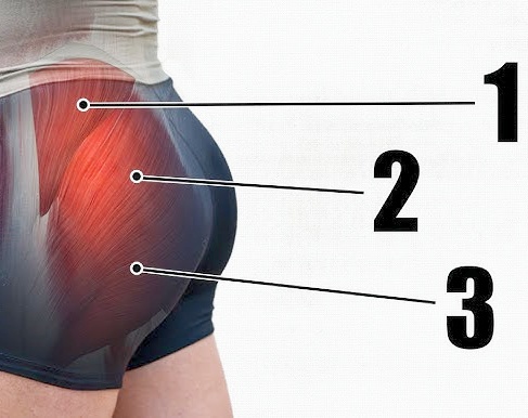 Glutes (Briefly describe this muscle, then describe its function.）