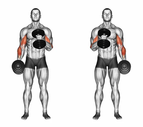 Hammer Curl - Fitness Women Biceps Exercises Building Strength and Definition