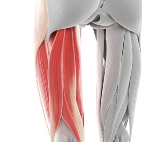 Hamstrings（Briefly describe this muscle, then describe its function.）