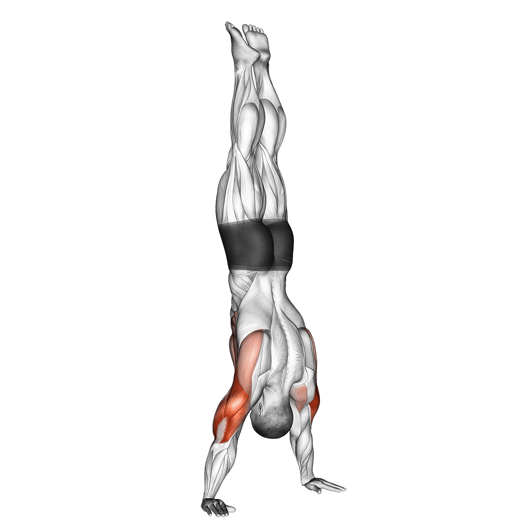 Handstand Push Ups Muscles Worked