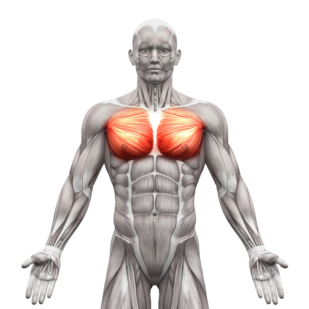 Muscles Make Up the Chest
