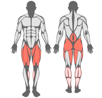 Muscles Used by the Zercher Squat