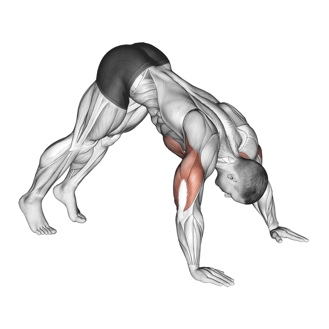 Pike Pushups handstand push up