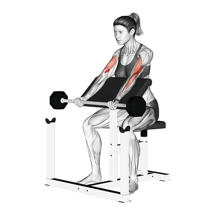 barbell preacher curl