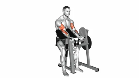 Preacher Curls - Fitness Women Biceps Exercises Building Strength and Definition
