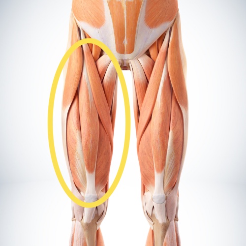 Quads（Briefly describe this muscle, then describe its function.