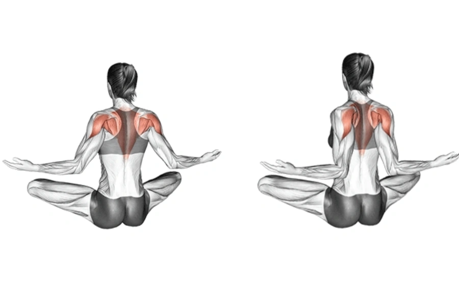 Scapular Retraction
