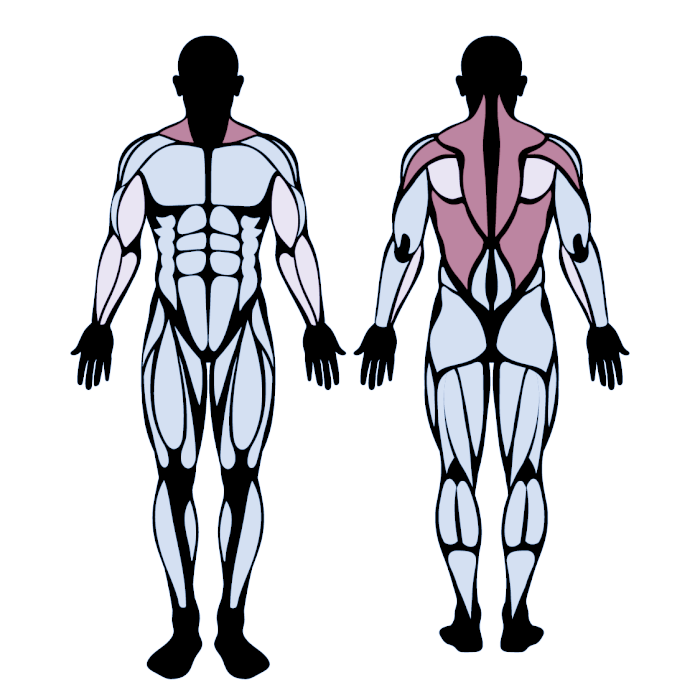 Seal Rows Muscles Trained