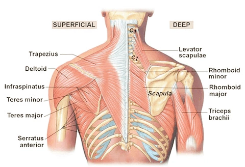 The Goal of Scapular Stabilization Exercises
