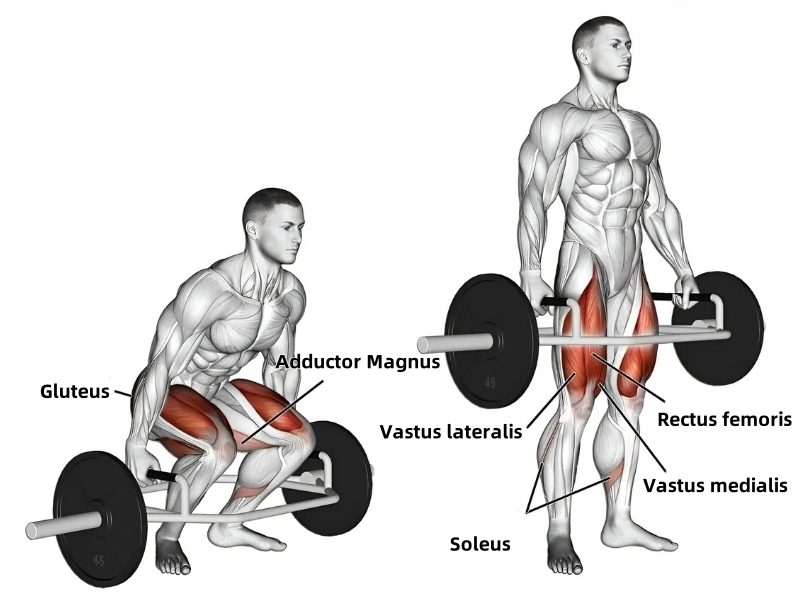 What Muscles Do Trap Bar Deadlift Work