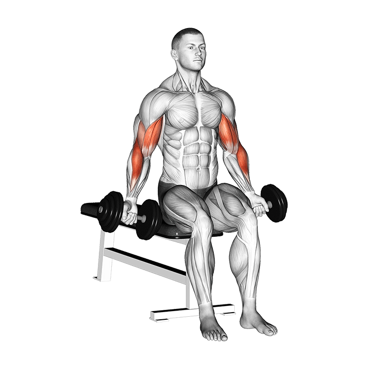 Zottman Curls - Fitness Women Biceps Exercises Building Strength and Definition