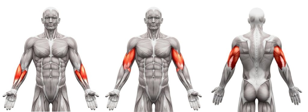 arms into three parts