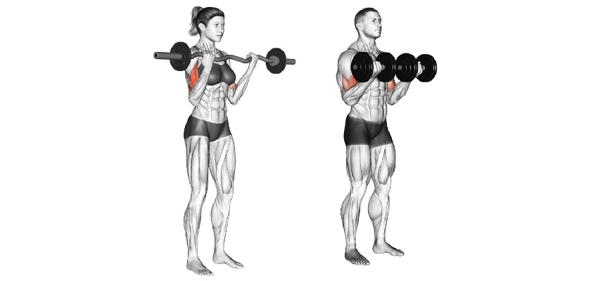 barbell curl vs dumbbell curl barbell curl vs dumbbell curl