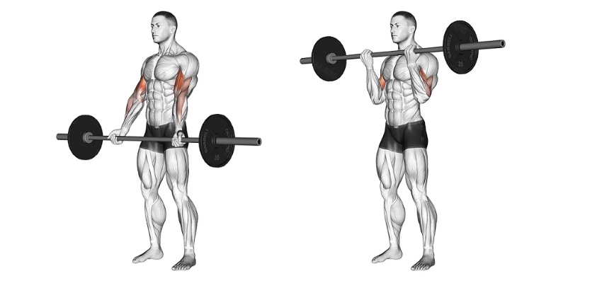 barbell curl