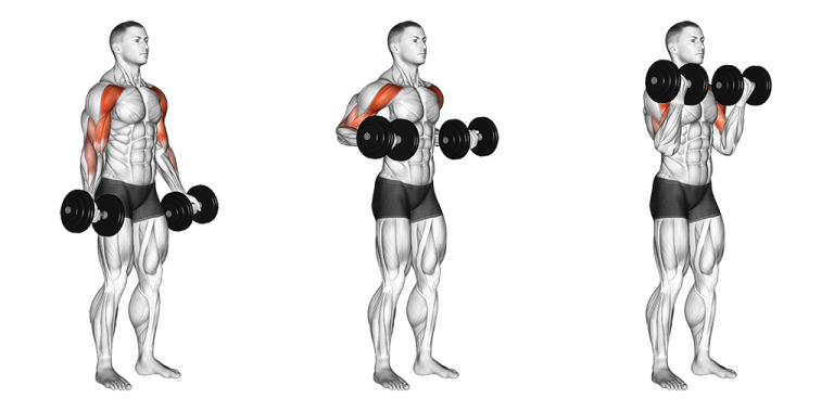 dumbbell drag curl