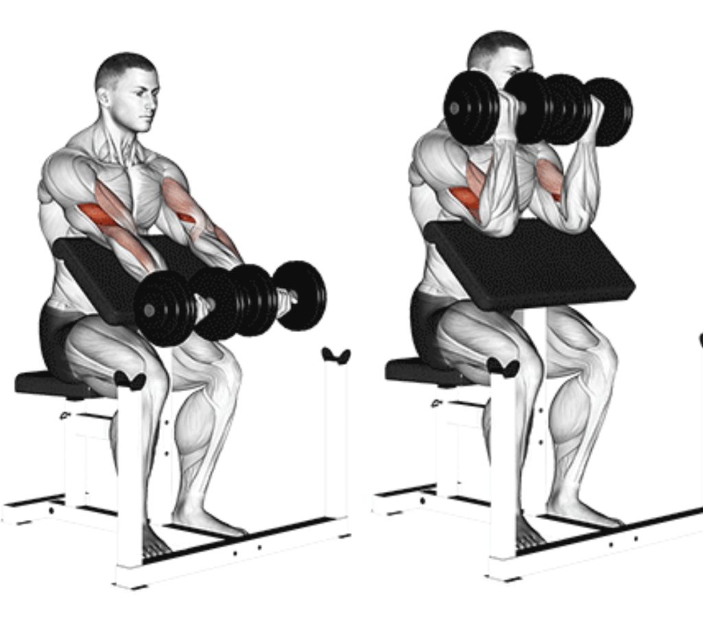 dumbbell preacher curl bicep dumbbell exercises