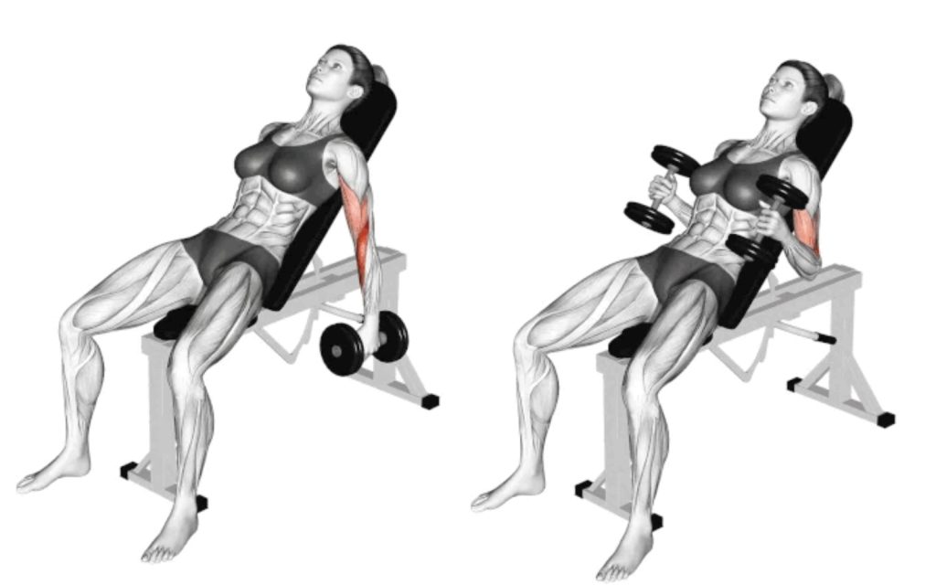 dumbbell seated incline curl bicep dumbbell exercises
