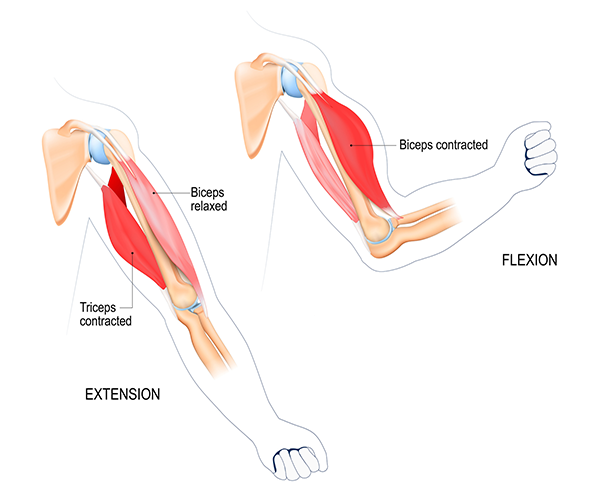 forearm muscles