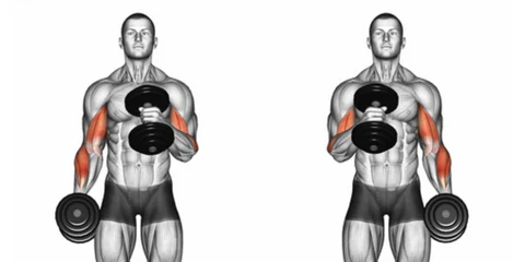 hammer curls