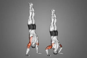handstand push up alternative for beginners