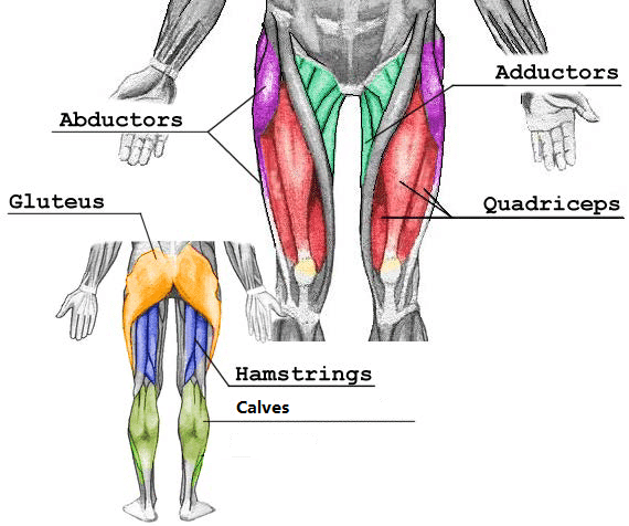 leg muscles