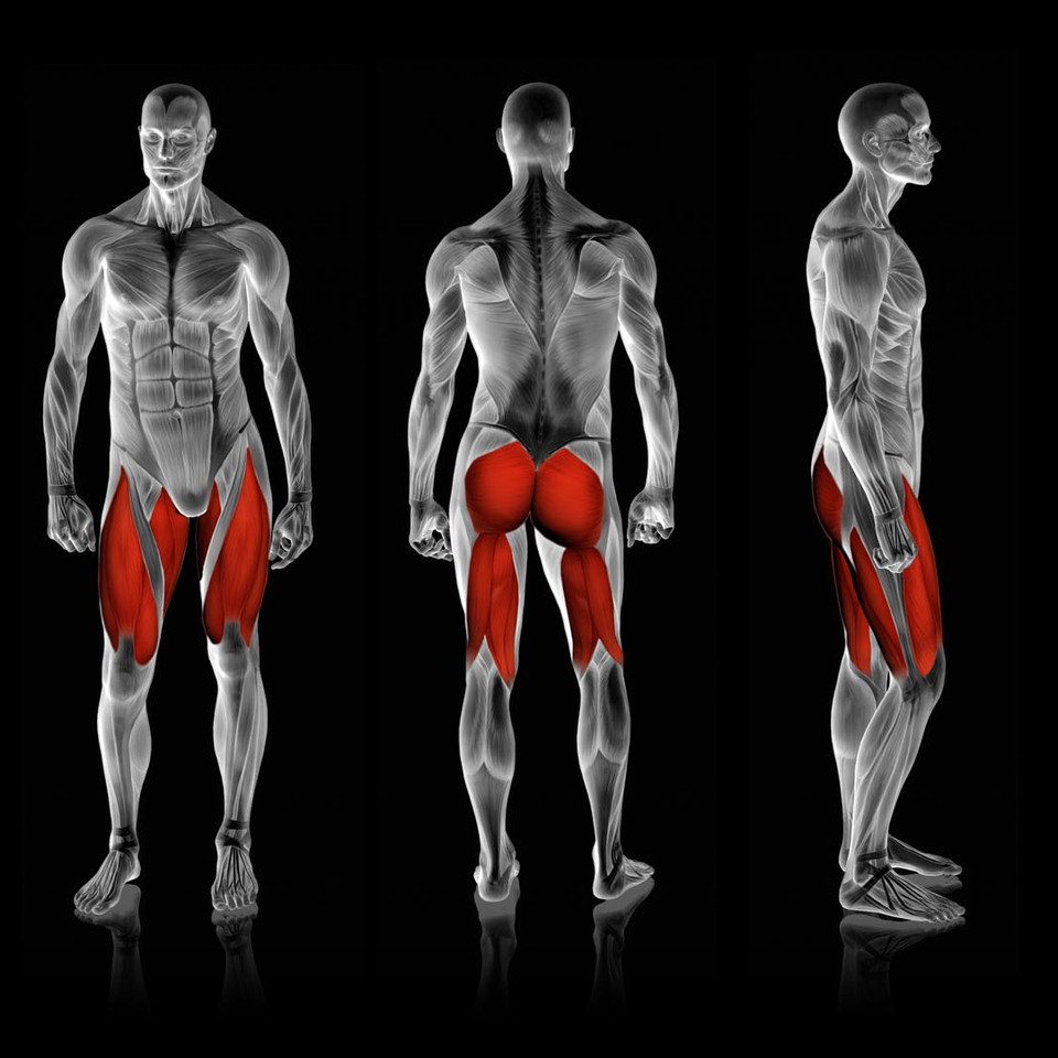 muscles does the power squat machine work